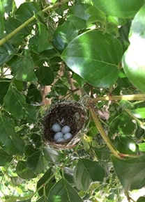 メジロの卵５つを発見