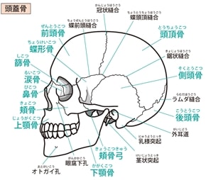 頭蓋骨２３個の骨